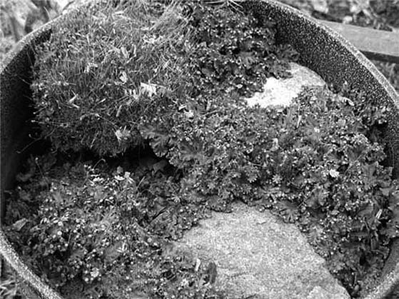 Иллюстрация к книге — Декоративные изделия из природного материала [autogen_ebook_id54.jpg]