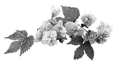 Иллюстрация к книге — Декоративные изделия из природного материала [autogen_ebook_id82.jpg]