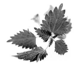 Иллюстрация к книге — Декоративные изделия из природного материала [autogen_ebook_id88.jpg]