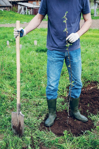 Иллюстрация к книге — Яблони и груши. Секреты урожая от Октябрины Ганичкиной [_07.jpg]