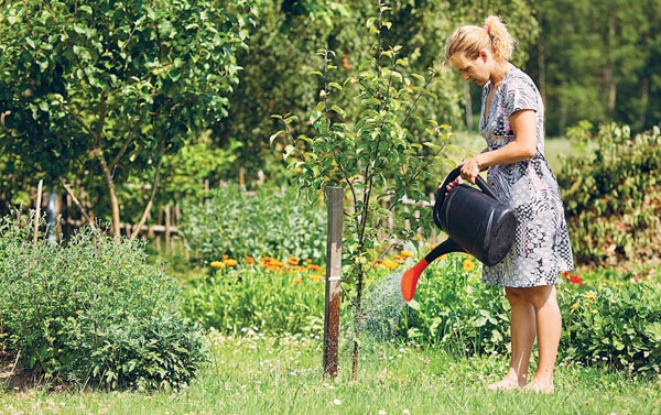 Иллюстрация к книге — Яблони и груши. Секреты урожая от Октябрины Ганичкиной [_12.jpg]