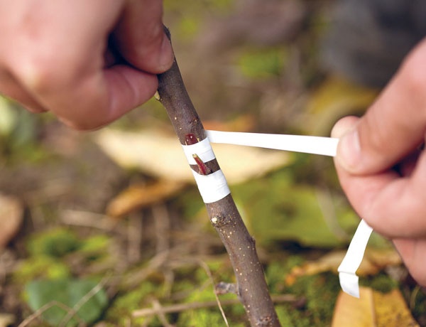 Иллюстрация к книге — Яблони и груши. Секреты урожая от Октябрины Ганичкиной [_26.jpg]