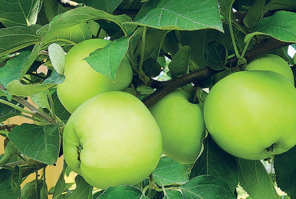 Иллюстрация к книге — Яблони и груши. Секреты урожая от Октябрины Ганичкиной [_31.jpg]