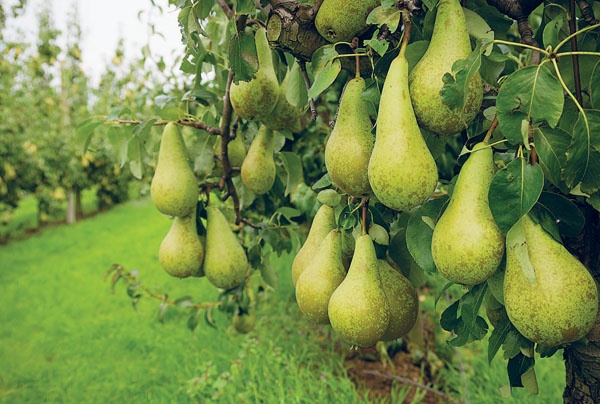 Иллюстрация к книге — Яблони и груши. Секреты урожая от Октябрины Ганичкиной [_45.jpg]