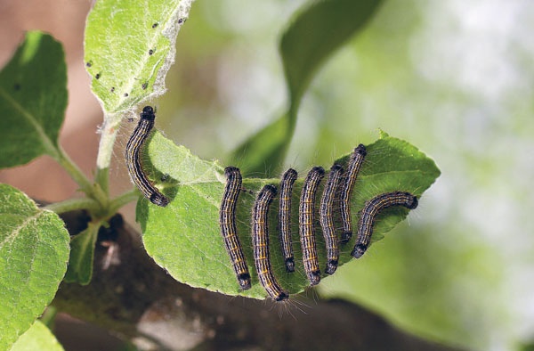 Иллюстрация к книге — Яблони и груши. Секреты урожая от Октябрины Ганичкиной [_57.jpg]