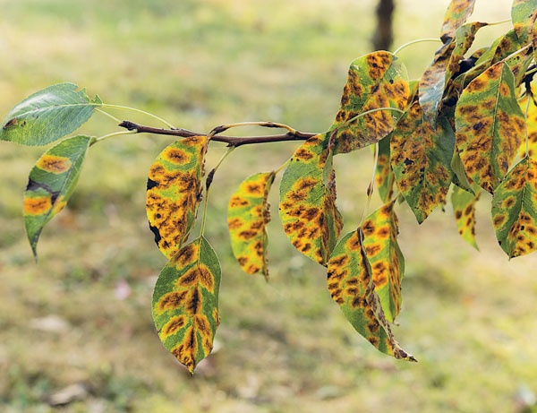 Иллюстрация к книге — Яблони и груши. Секреты урожая от Октябрины Ганичкиной [_59.jpg]