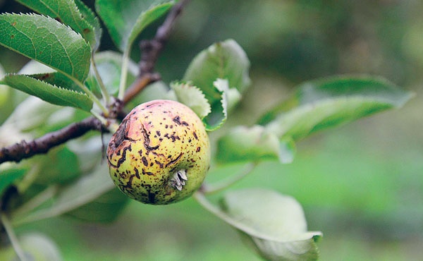 Иллюстрация к книге — Яблони и груши. Секреты урожая от Октябрины Ганичкиной [_60.jpg]