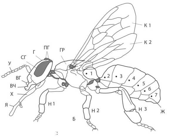 Иллюстрация к книге — Пчеловодство. Первые шаги к прибыльному хозяйству [i_019.jpg]