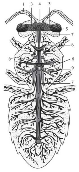 Иллюстрация к книге — Пчеловодство. Первые шаги к прибыльному хозяйству [i_021.jpg]