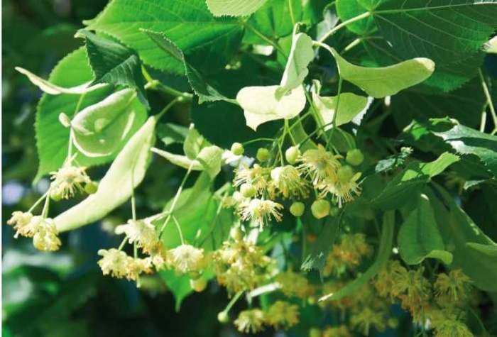 Иллюстрация к книге — Пчеловодство. Первые шаги к прибыльному хозяйству [i_082.jpg]