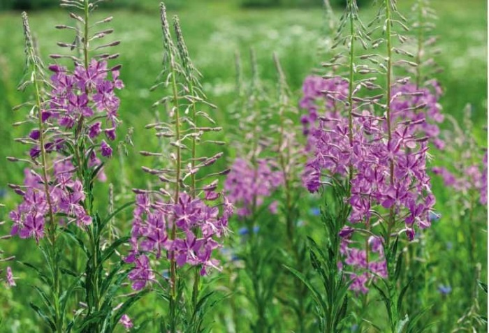 Иллюстрация к книге — Пчеловодство. Первые шаги к прибыльному хозяйству [i_083.jpg]