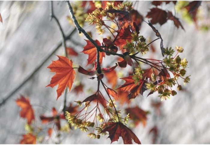 Иллюстрация к книге — Пчеловодство. Первые шаги к прибыльному хозяйству [i_087.jpg]