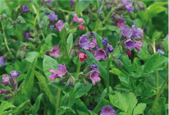 Иллюстрация к книге — Пчеловодство. Первые шаги к прибыльному хозяйству [i_089.jpg]