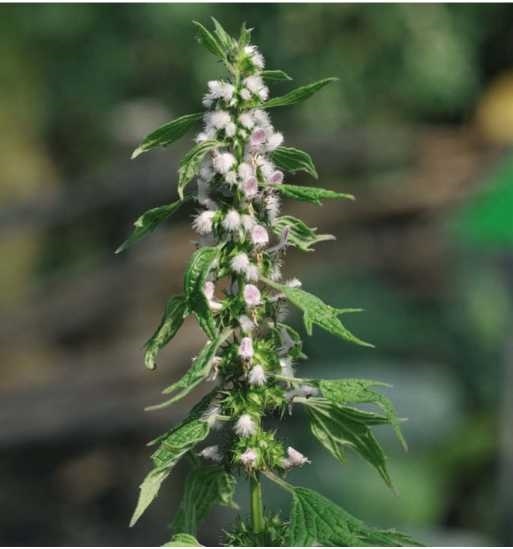 Иллюстрация к книге — Пчеловодство. Первые шаги к прибыльному хозяйству [i_090.jpg]