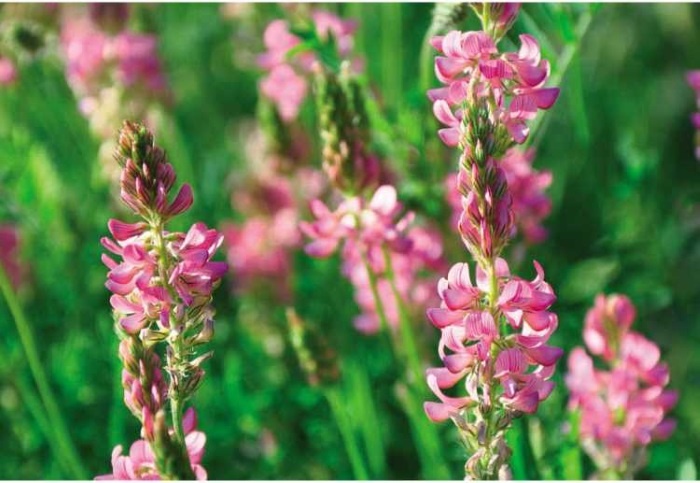 Иллюстрация к книге — Пчеловодство. Первые шаги к прибыльному хозяйству [i_091.jpg]