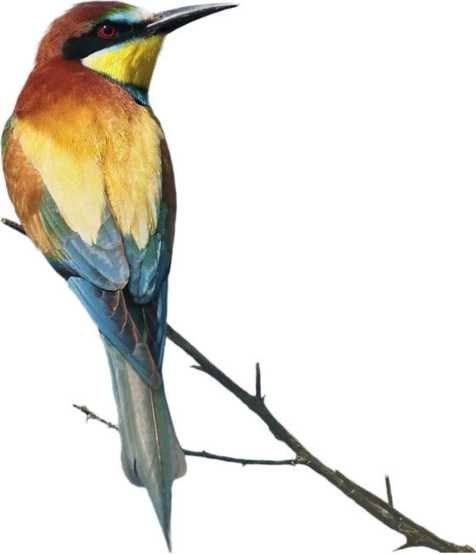 Иллюстрация к книге — Пчеловодство. Первые шаги к прибыльному хозяйству [i_092.jpg]