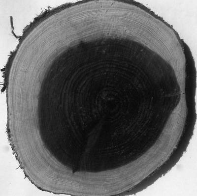 Иллюстрация к книге — Уроки искусного резчика. Вырезаем из дерева фигурки людей и животных, посуду, статуэтки [i_009.jpg]