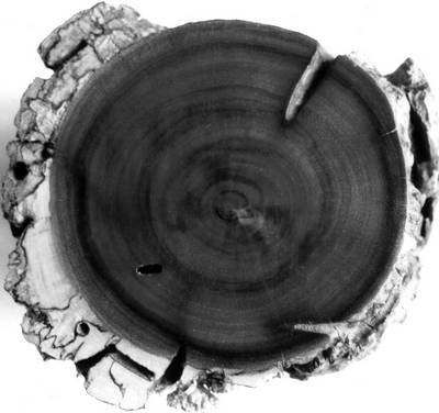 Иллюстрация к книге — Уроки искусного резчика. Вырезаем из дерева фигурки людей и животных, посуду, статуэтки [i_010.jpg]