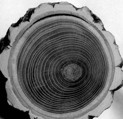 Иллюстрация к книге — Уроки искусного резчика. Вырезаем из дерева фигурки людей и животных, посуду, статуэтки [i_011.jpg]