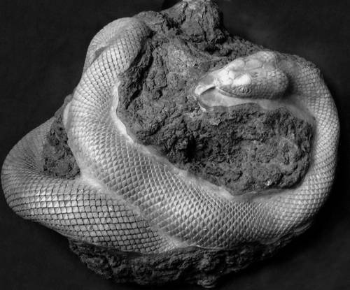 Иллюстрация к книге — Уроки искусного резчика. Вырезаем из дерева фигурки людей и животных, посуду, статуэтки [i_277.jpg]