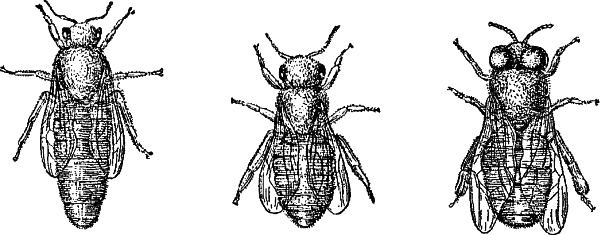 Иллюстрация к книге — Азбука пчеловода. Руководство по разведению пчел на приусадебном участке [_009_1.jpg]