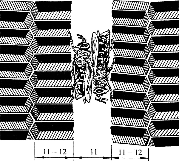 Иллюстрация к книге — Азбука пчеловода. Руководство по разведению пчел на приусадебном участке [_069_1.jpg]