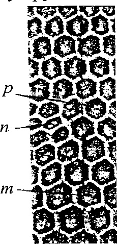 Иллюстрация к книге — Азбука пчеловода. Руководство по разведению пчел на приусадебном участке [_070_1.jpg]