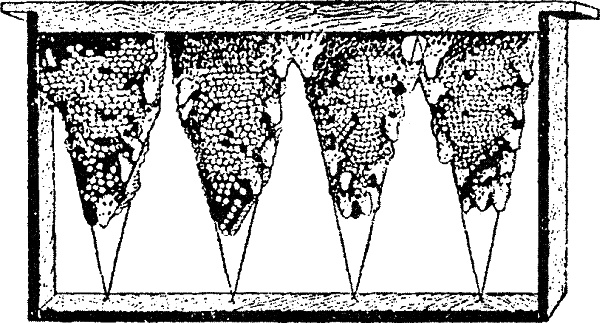 Иллюстрация к книге — Азбука пчеловода. Руководство по разведению пчел на приусадебном участке [_127_1.jpg]