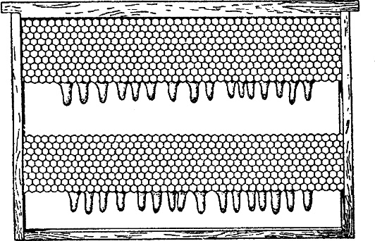 Иллюстрация к книге — Азбука пчеловода. Руководство по разведению пчел на приусадебном участке [_127_2.jpg]