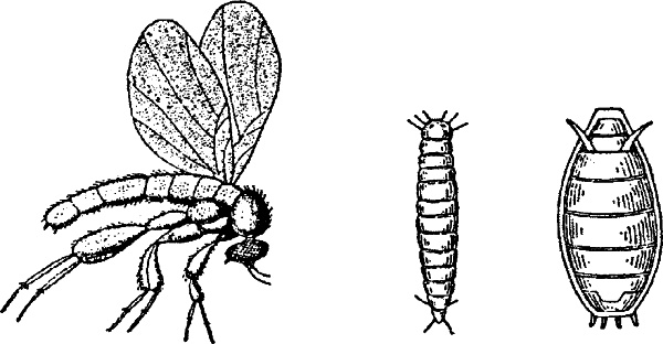 Иллюстрация к книге — Азбука пчеловода. Руководство по разведению пчел на приусадебном участке [_179_1.jpg]
