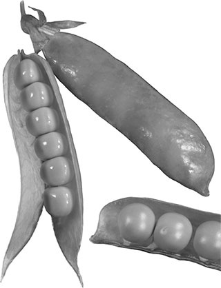 Иллюстрация к книге — Энциклопедия урожайного огорода на разумной почве [i_004.jpg]