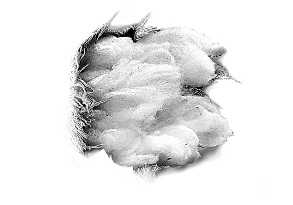 Иллюстрация к книге — Вата, или Не все так однозначно [i_002.jpg]