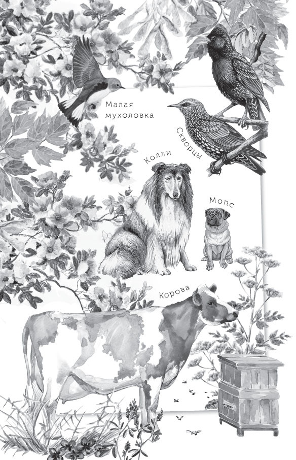 Иллюстрация к книге — Спор животных. С вопросами и ответами для почемучек [i_009.jpg]