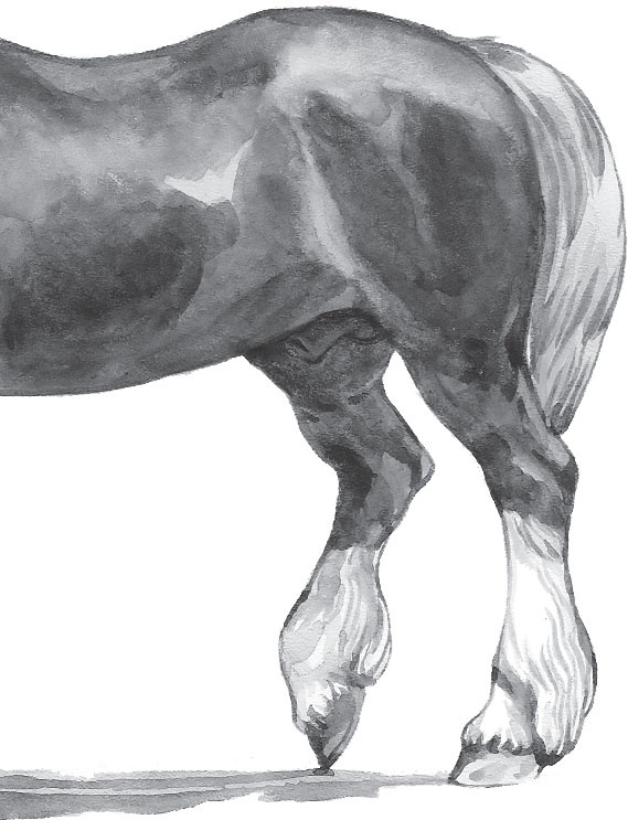 Иллюстрация к книге — Спор животных. С вопросами и ответами для почемучек [i_011.jpg]