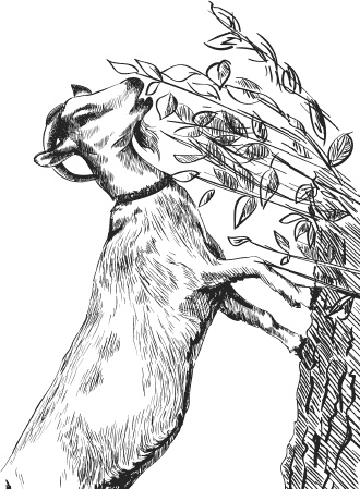 Иллюстрация к книге — Спор животных. С вопросами и ответами для почемучек [i_012.jpg]