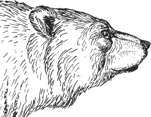 Иллюстрация к книге — Спор животных. С вопросами и ответами для почемучек [i_017.jpg]