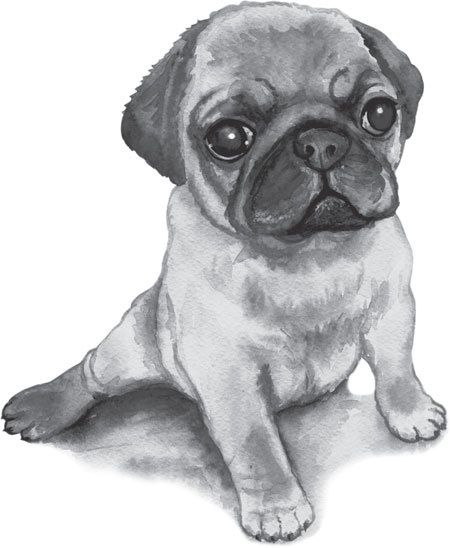 Иллюстрация к книге — Спор животных. С вопросами и ответами для почемучек [i_019.jpg]