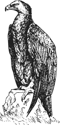 Иллюстрация к книге — Спор животных. С вопросами и ответами для почемучек [i_021.jpg]