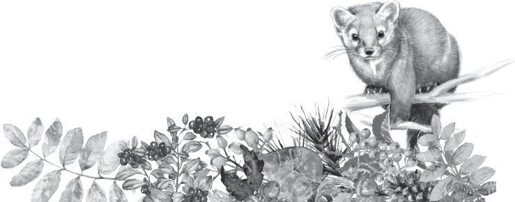 Иллюстрация к книге — Спор животных. С вопросами и ответами для почемучек [i_022.jpg]