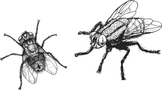 Иллюстрация к книге — Спор животных. С вопросами и ответами для почемучек [i_028.jpg]