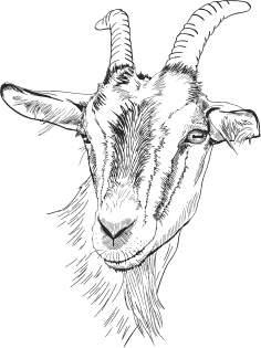 Иллюстрация к книге — Спор животных. С вопросами и ответами для почемучек [i_033.jpg]