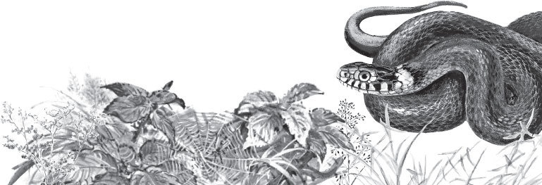 Иллюстрация к книге — Спор животных. С вопросами и ответами для почемучек [i_034.jpg]