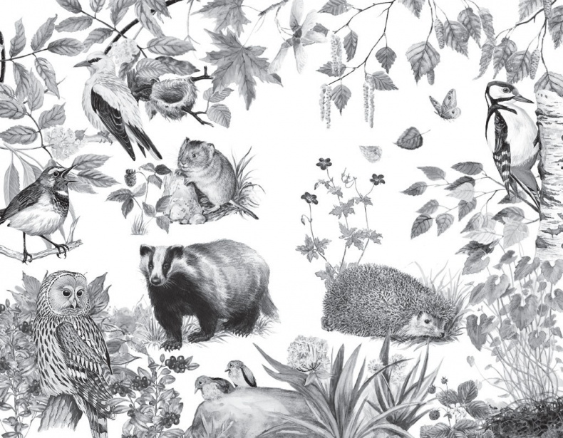 Иллюстрация к книге — Спор животных. С вопросами и ответами для почемучек [i_038.jpg]