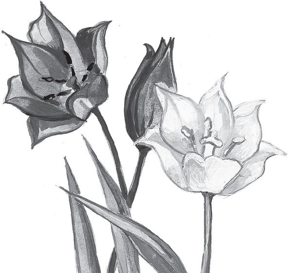 Иллюстрация к книге — Спор животных. С вопросами и ответами для почемучек [i_039.jpg]