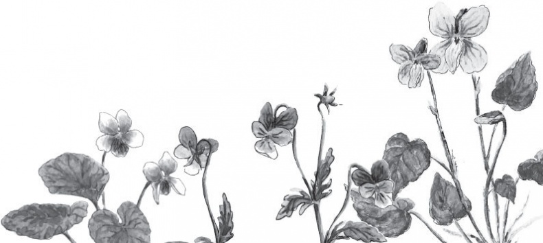 Иллюстрация к книге — Спор животных. С вопросами и ответами для почемучек [i_040.jpg]