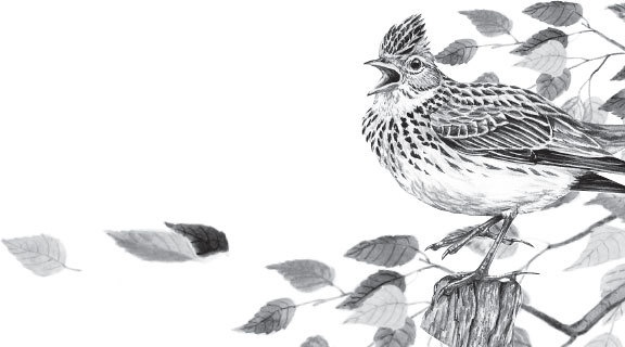 Иллюстрация к книге — Спор животных. С вопросами и ответами для почемучек [i_042.jpg]