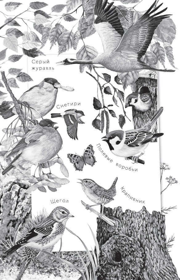 Иллюстрация к книге — Спор животных. С вопросами и ответами для почемучек [i_043.jpg]