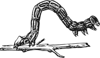 Иллюстрация к книге — Спор животных. С вопросами и ответами для почемучек [i_044.jpg]