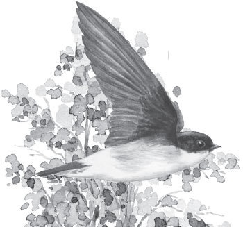 Иллюстрация к книге — Спор животных. С вопросами и ответами для почемучек [i_047.jpg]