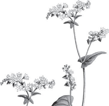 Иллюстрация к книге — Спор животных. С вопросами и ответами для почемучек [i_060.jpg]